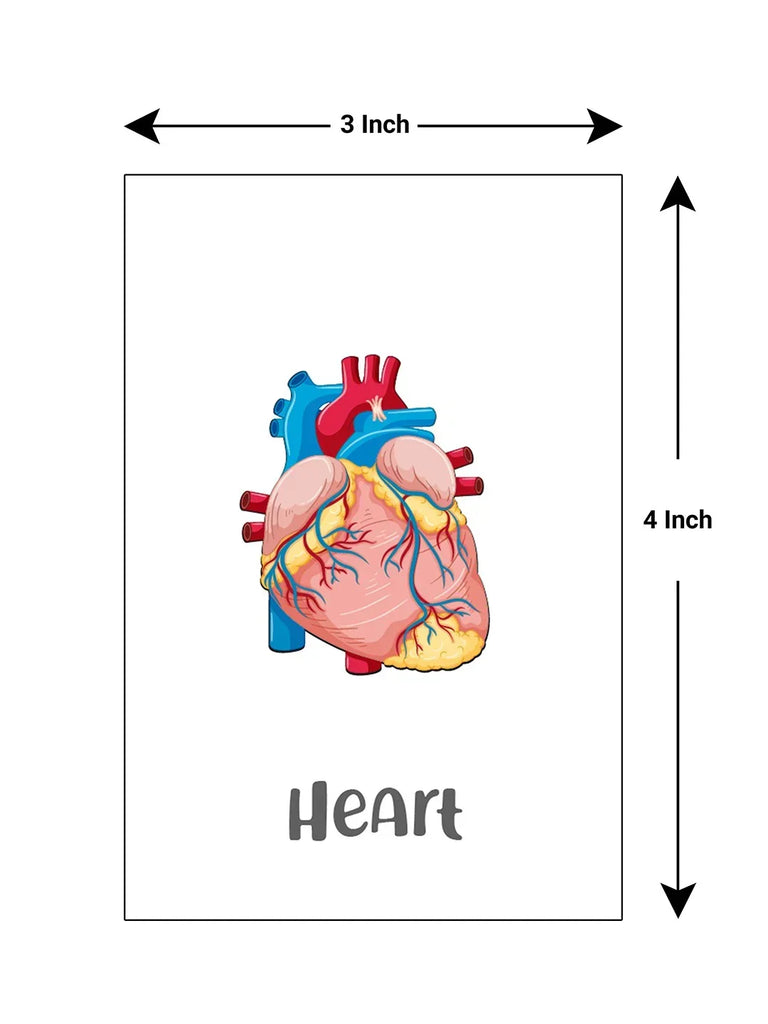 Baby's First Body Parts Flash Cards - Naivri