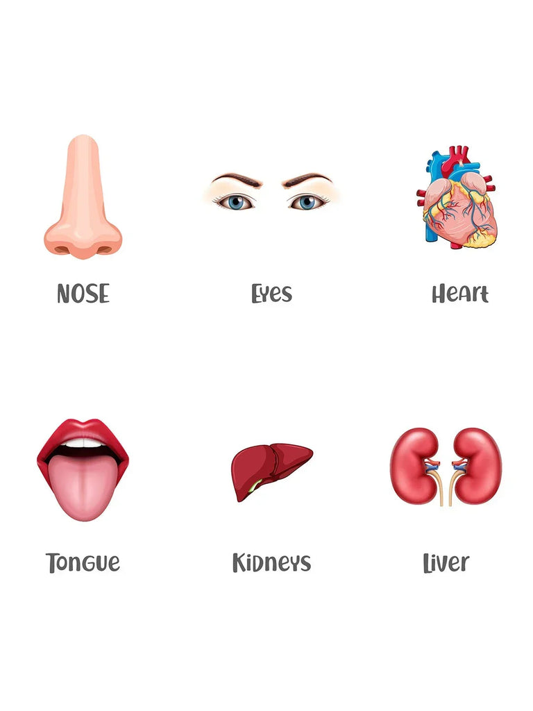 Baby's First Body Parts Flash Cards - Naivri