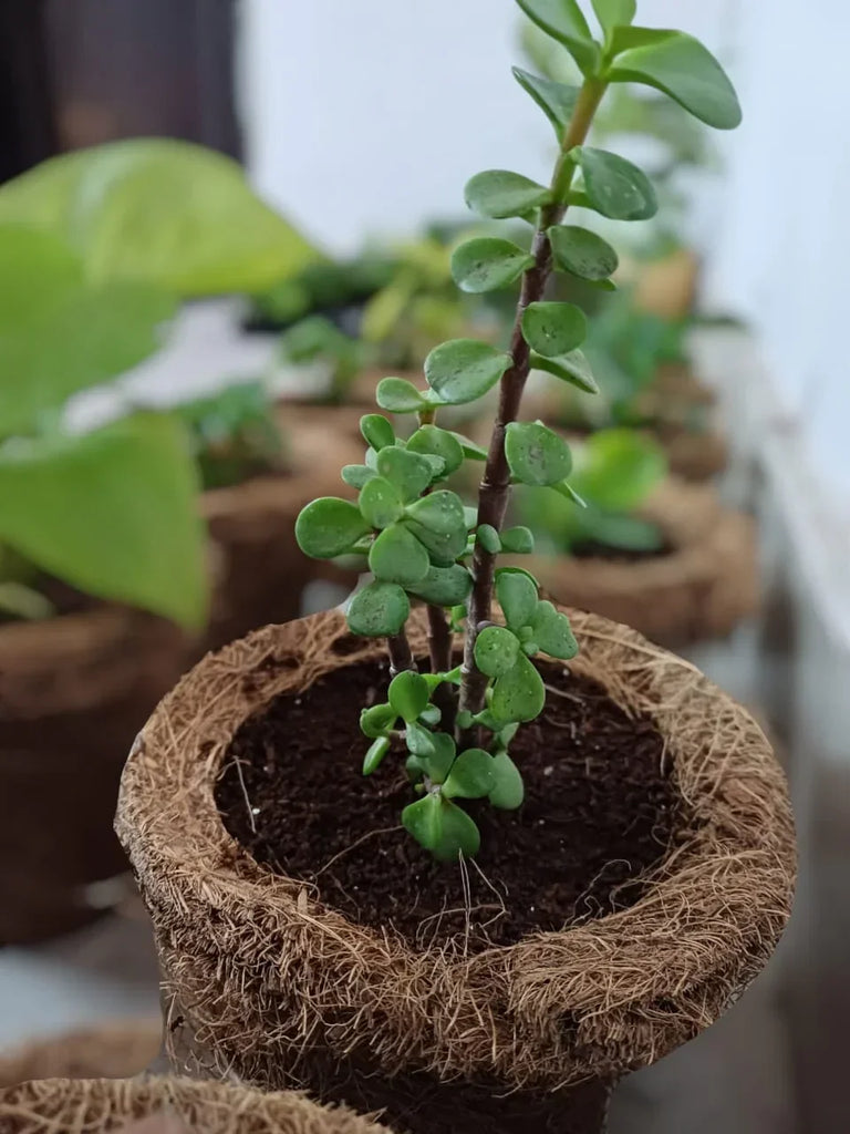 DIY Gardening Kit - Naivri