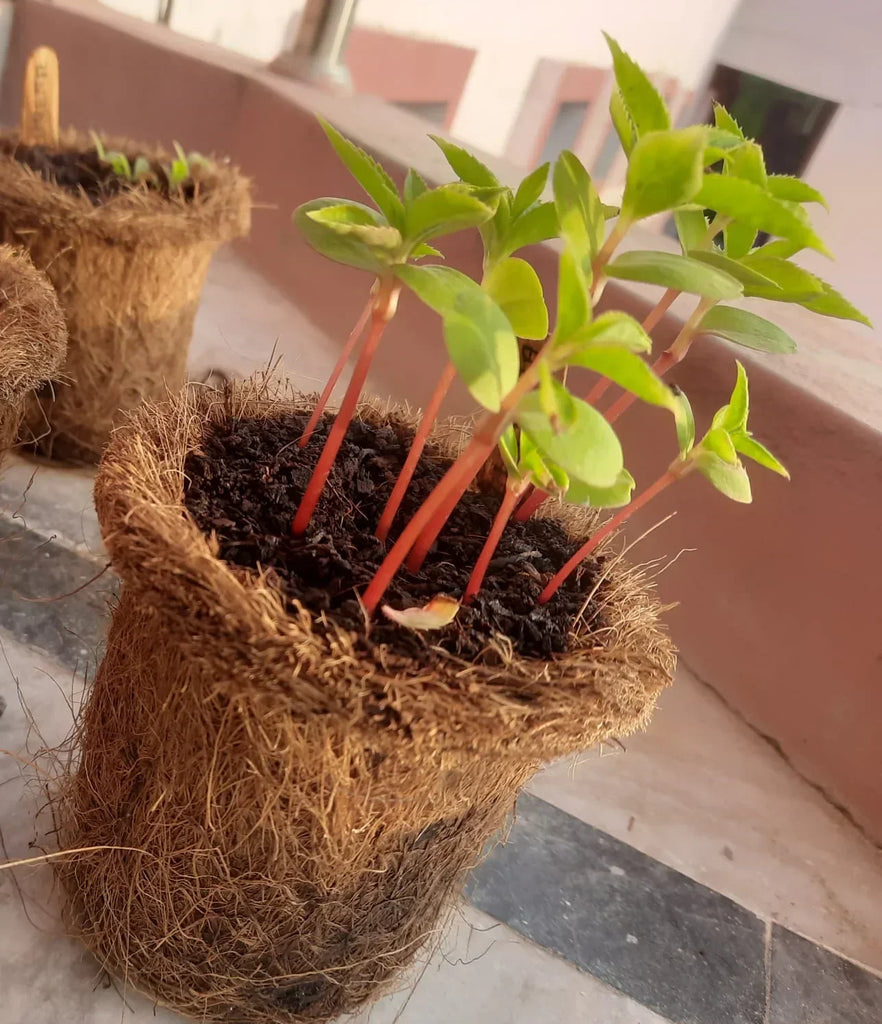 DIY Gardening Kit - Naivri