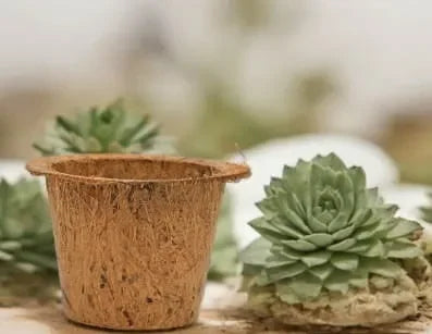 DIY Gardening Kit - Naivri