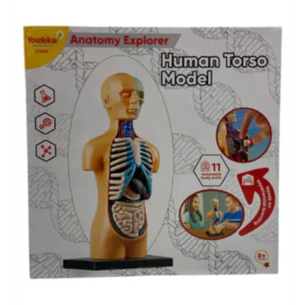 Youreka Human Anatomy Exploration Kit – 3D Torso Model with 11 Removable Organs (8Y+) - Naivri