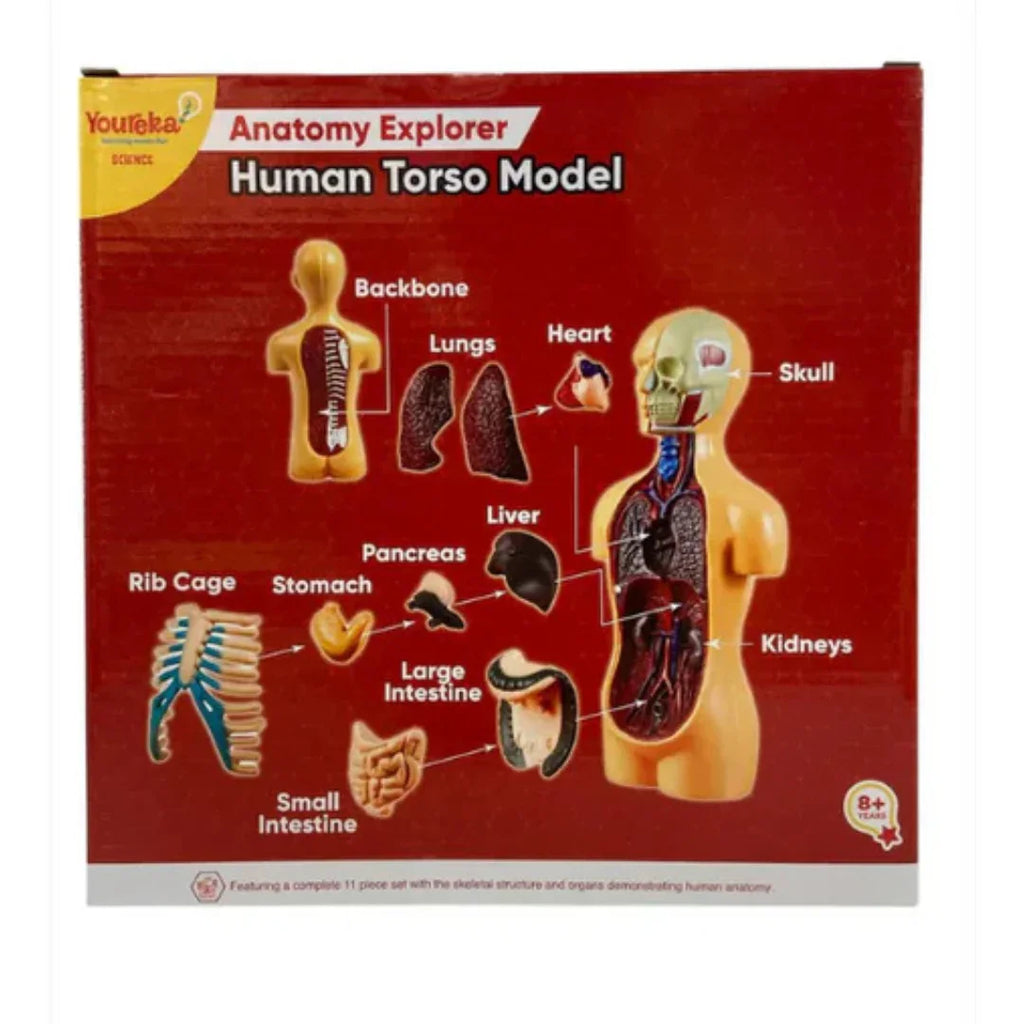Youreka Human Anatomy Exploration Kit – 3D Torso Model with 11 Removable Organs (8Y+) - Naivri